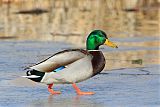 Mallard